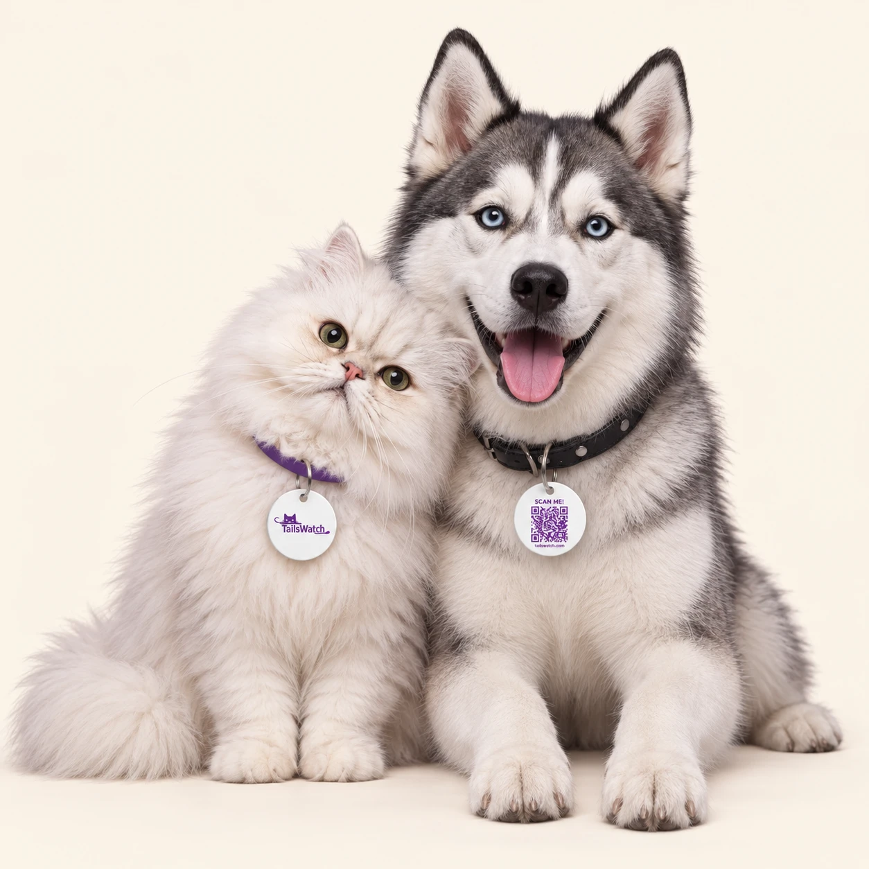 White Persian cat beside a blue-eyed Siberian Husky